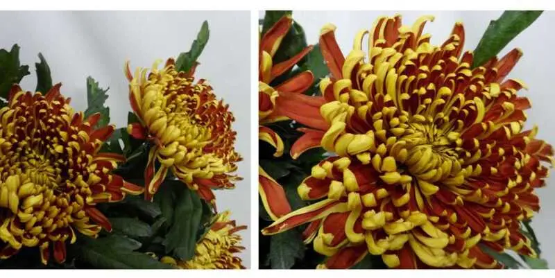 Том Перс Дарк 