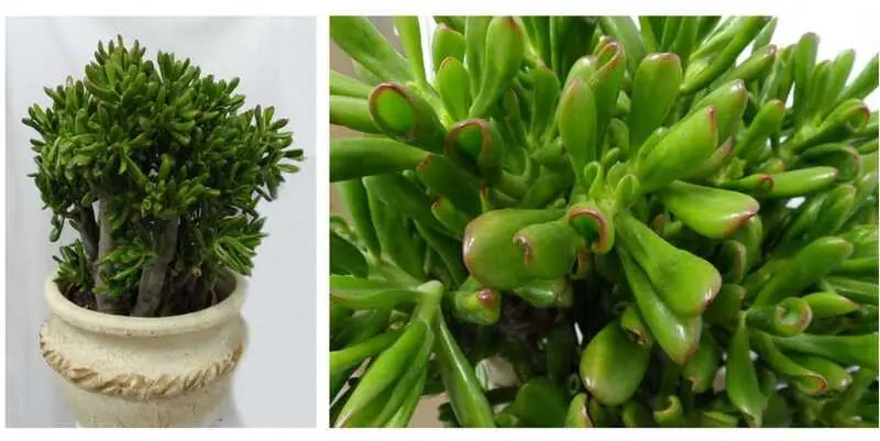 Красула Овата Д30