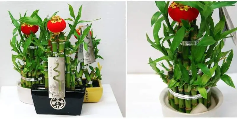 Декоративно лиственные растения, Бамбук Лаки в керамике Д15