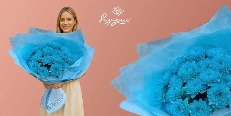 Букет из голубых хризантем, фронтальный вид в руках у девушки